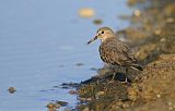 Temminck's Stint